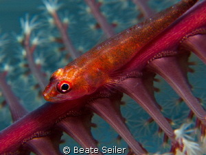 Blennie on a seafeather by Beate Seiler 